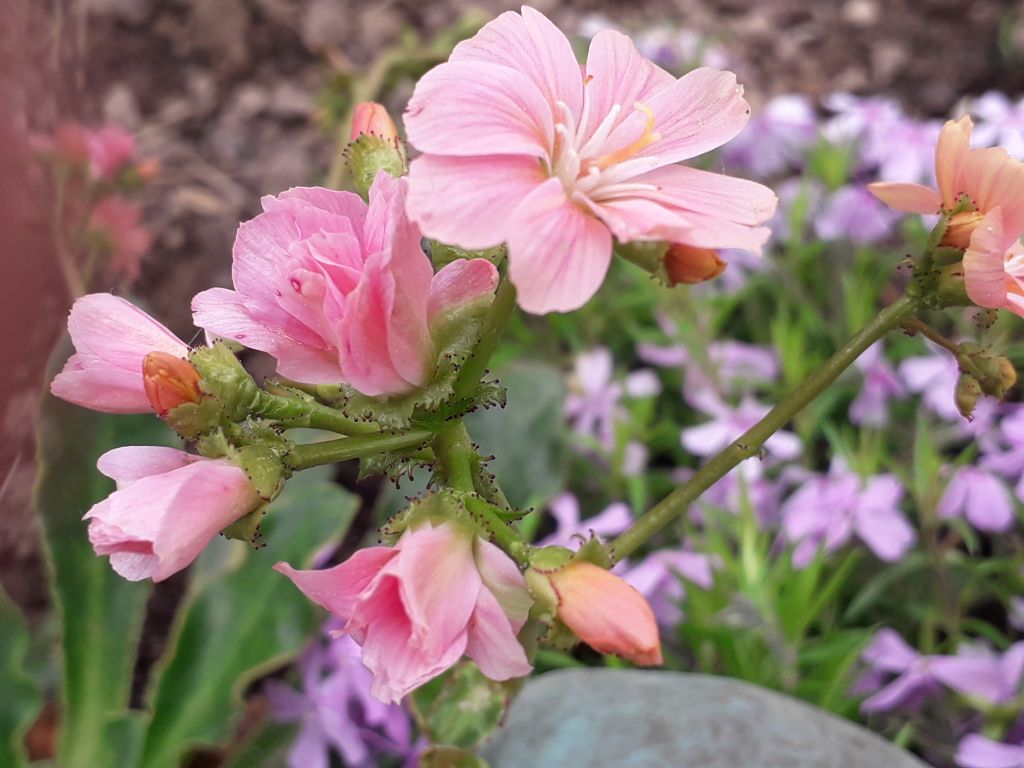 Klick für eine vergrößerte Abbildung Bild