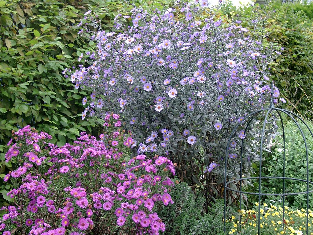 Klick für eine vergrößerte Abbildung Bild