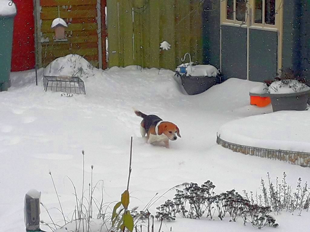 Klick für eine vergrößerte Abbildung Bild