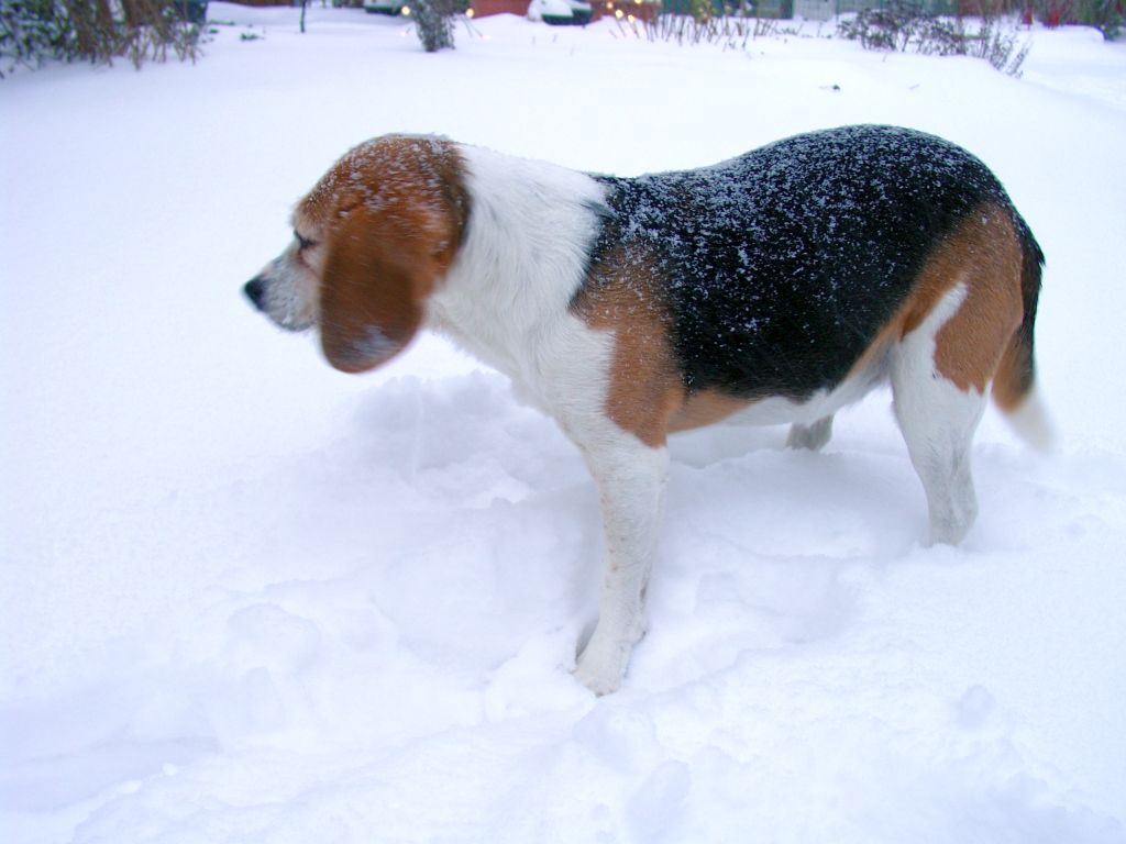 Klick für eine vergrößerte Abbildung Bild